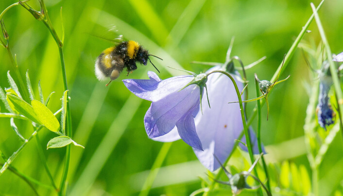 Eng er en åpen naturtype med mange lyskrevende arter og som gir oss mange naturgoder som pollinering og biete. Eng er en åpen naturtype med mange lyskrevende arter og som gir oss mange naturgoder som pollinering og biete.