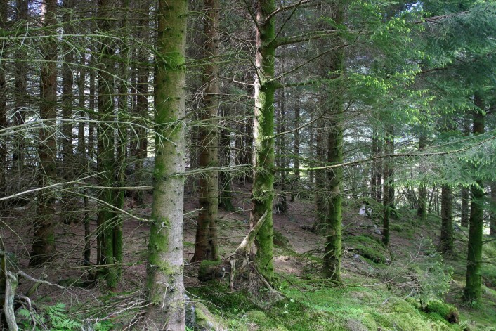 Overgang til bestandskogbruk med flatehogst og planting av gran fører til en kraftig økning i tømmervolumet. Her fra Nordgulen. (Foto: John Yngvar Larsson / Skog og landskap) Overgang til bestandskogbruk med flatehogst og planting av gran fører til en kraftig økning i tømmervolumet. Her fra Nordgulen. (Foto: John Yngvar Larsson / Skog og landskap)