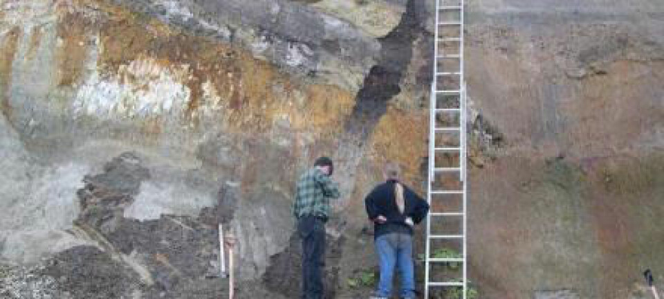 Her i leirskrenten ved Trelde har professor Bent Odgaard funnet en hittil ukjent mellomistid i Danmark. Lagene er 340 000 år gamle. Bent Odgaard