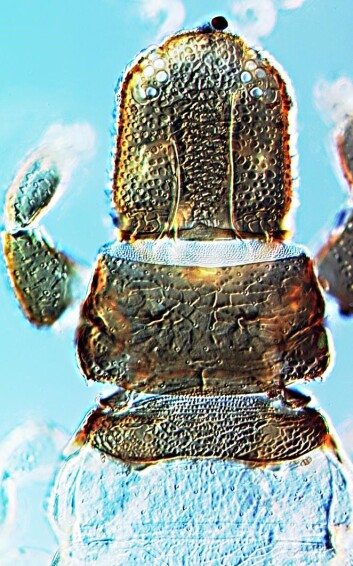 Hode og thorax fra Urothrips kobroi. (Foto: Sverre Kobro) Hode og thorax fra Urothrips kobroi. (Foto: Sverre Kobro)