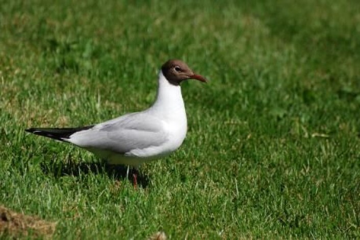Ansamlinger av måker på plenen kan indikere angrep av oldenborrer. (Foto: Andreas Günther) Ansamlinger av måker på plenen kan indikere angrep av oldenborrer. (Foto: Andreas Günther)