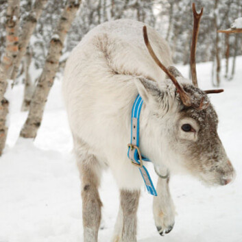 Tamreinen har lavere nivåer av radioaktivitet enn før fordi den forurensede laven er beitet ned. (Foto: iStockphoto) Tamreinen har lavere nivåer av radioaktivitet enn før fordi den forurensede laven er beitet ned. (Foto: iStockphoto)