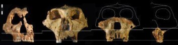 "Hodeskallene som ble funne inkluderte en kvinne (helt til venstre), og tre hanner. Hannene hadde en beinstruktur som tydet på sein modning. (Foto: Science)" "Hodeskallene som ble funne inkluderte en kvinne (helt til venstre), og tre hanner. Hannene hadde en beinstruktur som tydet på sein modning. (Foto: Science)"