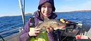 Få store torsk igjen i Oslofjorden