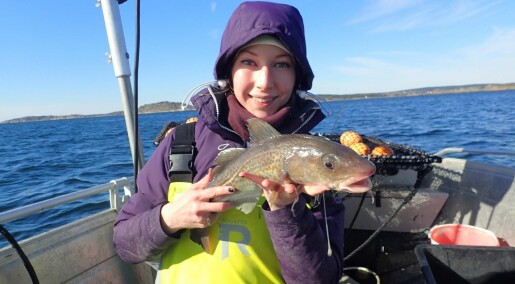 Få store torsk igjen i Oslofjorden