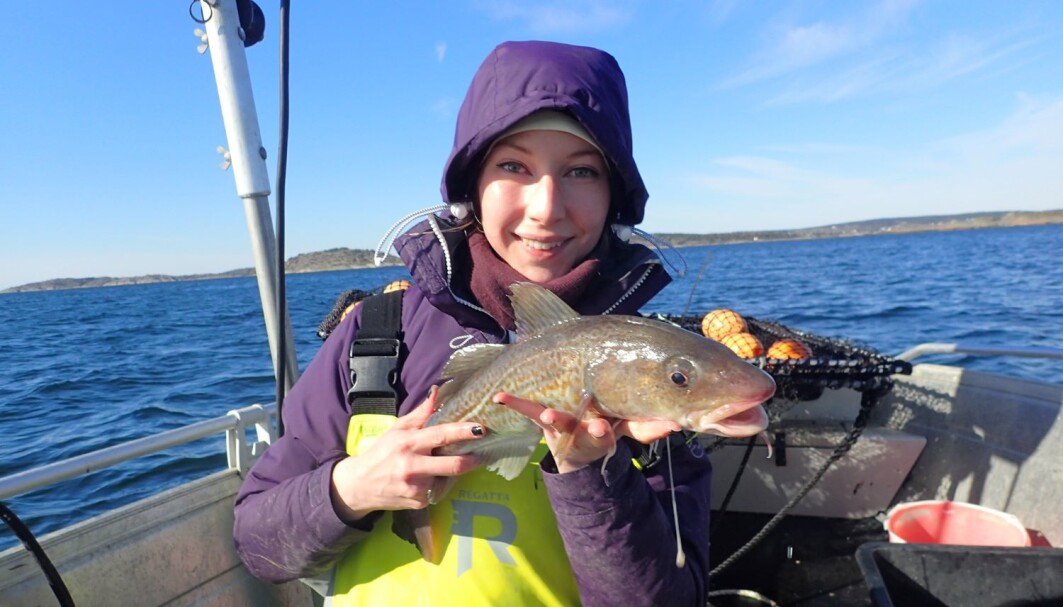 The cod in the Oslo Fjord is a young population of both fjord cod and North Sea cod, new research shows. The cod in the Oslo Fjord is a young population of both fjord cod and North Sea cod, new research shows.
