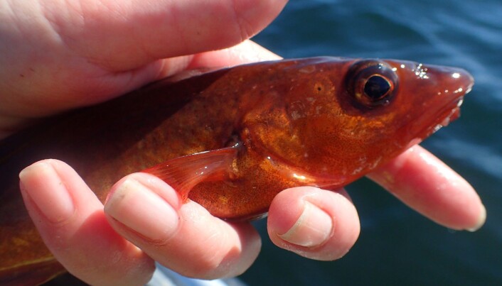 Older cod play a key role in the ecosystem. "We must try to keep them in the area", says Ann-Elin Wårøy Synnes. Older cod play a key role in the ecosystem. "We must try to keep them in the area", says Ann-Elin Wårøy Synnes.