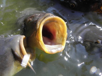 Når du ser munnen til en karpe, er det plutselig ikke så mystisk lenger hvorfor folk ikke skjønte hvordan den tygger. (Foto: Rob Hille/Wikimedia Creative Commons) Når du ser munnen til en karpe, er det plutselig ikke så mystisk lenger hvorfor folk ikke skjønte hvordan den tygger. (Foto: Rob Hille/Wikimedia Creative Commons)