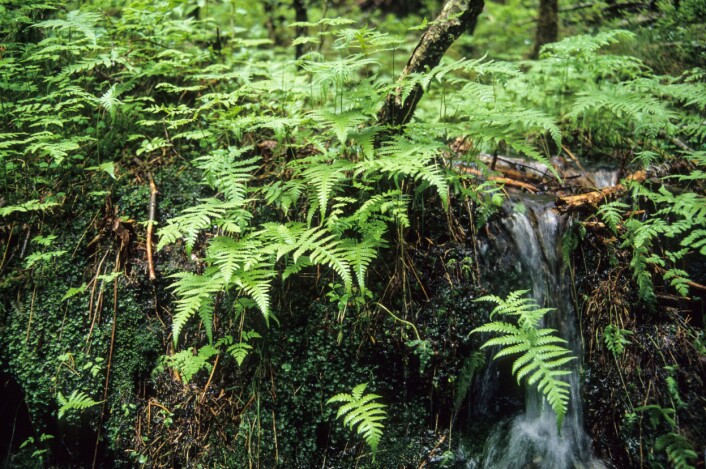 Hengeving (Phegopteris connectilis) er en typisk art for vegetasjonstypen småbregneskog. Fra Jølster kommune. (Foto: John Yngvar Larsson / Skog og landskap) Hengeving (Phegopteris connectilis) er en typisk art for vegetasjonstypen småbregneskog. Fra Jølster kommune. (Foto: John Yngvar Larsson / Skog og landskap)