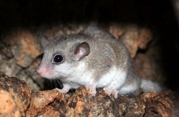 Forskerne sammenligner Rugosodon sine tenner med tannsettet til syvsoverne, en gnagergruppe i Afrika. Om de også ligna i utseende, var Rugosodon ganske så søt. (Foto: H. Osadnik/Wikimedia Creative Commons) Forskerne sammenligner Rugosodon sine tenner med tannsettet til syvsoverne, en gnagergruppe i Afrika. Om de også ligna i utseende, var Rugosodon ganske så søt. (Foto: H. Osadnik/Wikimedia Creative Commons)