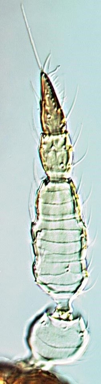 Antenne fra Urothrips kobroi. (Foto: Sverre Kobro) Antenne fra Urothrips kobroi. (Foto: Sverre Kobro)