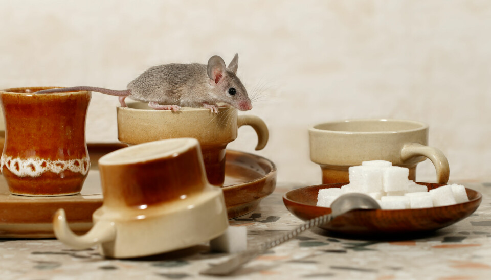 Forsker Sergio Rocha matet to grupper av mus med henholdsvis en lav-fett-diett og en høy-fett-diett. Deretter fikk musene som gikk på høy-fett-dietten kaffe inkludert i kostholdet.
