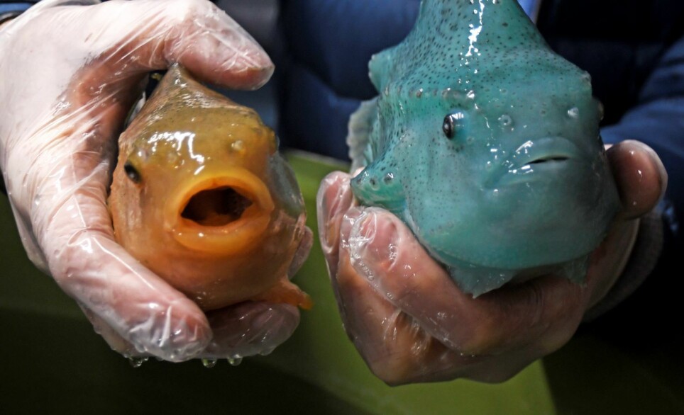 Når rognkjeksen er så stor som disse to på bildet, så slutter den å spise lakselus. Forskere ved Nofima undersøker hva fisken kan brukes til etter at den har gjort jobben hos laksen.