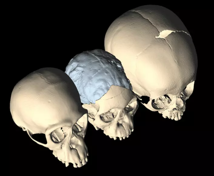 Fra venstre: 3D-modeller av skallene til et sjimpansebarn, Taung-barnet (Australopithecus africanus) og et nyfødt menneske. Sjimpansen har mindre hjernevekst etter fødselen, og derfor lukker de myke skjøtene seg mellom benplatene i hjerneskallen seg raskt, i motsetning til hos Australopithecus og det moderne mennesket. (Foto: (Bilde: M. Ponce de León and Ch. Zollikofer, University of Zurich))