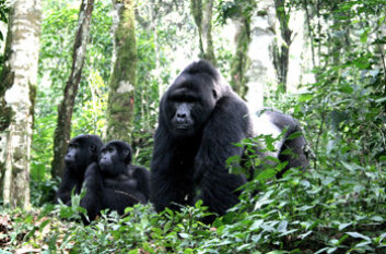 "Hos gorillaene er hannene mye større enn hunnene. Dette er et resultat av konkurransen om tilgang til grupper med hunner. (Foto: Ron Ritchie)" "Hos gorillaene er hannene mye større enn hunnene. Dette er et resultat av konkurransen om tilgang til grupper med hunner. (Foto: Ron Ritchie)"