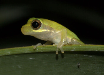 Denne trefrosken, Hyla cinerea, er i samme familie som den fargesprakende krabaten som ble beskrevet i Naturen i 1912. Hvilken art sistnevnte tilhørte, vites ikke. (Foto: Alessandro Catenazzi/Wikimedia Creative Commons) Denne trefrosken, Hyla cinerea, er i samme familie som den fargesprakende krabaten som ble beskrevet i Naturen i 1912. Hvilken art sistnevnte tilhørte, vites ikke. (Foto: Alessandro Catenazzi/Wikimedia Creative Commons)