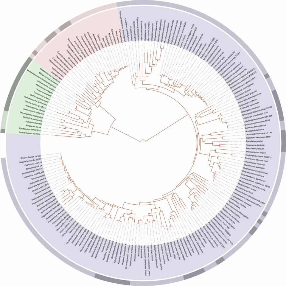 Livets tre. Her vises slektskapet mellom artene som hadde fått sine genomer sekvenserte i 2006. Midtpunktet i sirkelen representerer den felles forfaren til alle levende skapninger. Fargene i ringen viser de tre hovedgruppene av liv: De rosa artene er eukaryoter (dyr, planter og sopp), lilla representerer bakterier og grønt representerer arkebakterier. Mennesket, Homo sapiens, finner du på andreplass fra høyrekanten på det rosa feltet. (Foto: (Illustrason: Ivica Letunic/Wikimedia Commons))