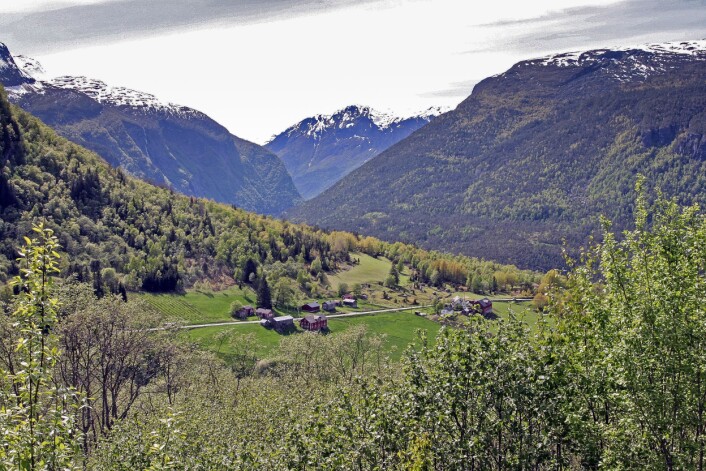 Bratt terreng og lange driftsveglengder er medvirkende årsaker til lav hogstaktivitet og økning i andelen eldre skog. Fra Bergsdalen i Luster kommune. (Foto: John Yngvar Larsson / Skog og landskap) Bratt terreng og lange driftsveglengder er medvirkende årsaker til lav hogstaktivitet og økning i andelen eldre skog. Fra Bergsdalen i Luster kommune. (Foto: John Yngvar Larsson / Skog og landskap)