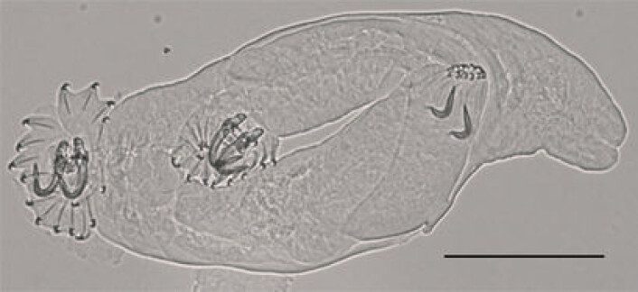 Ukjent gyrodactylus frå aure. (Foto: Christoph Hahn, NHM/UiO) Ukjent gyrodactylus frå aure. (Foto: Christoph Hahn, NHM/UiO)