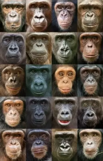 Portretter av sjimpanser og gorillaer viser stor variasjon i utseende blant våre nærmeste nålevende slektninger. (Foto: Ian Bickerstaff)