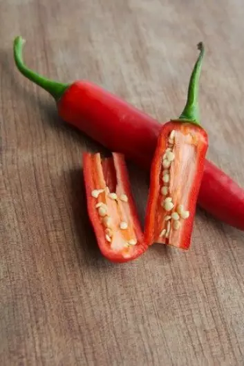 Chili inneholder et stoff som kalles capsaicin. Det er dette stoffet som gir den brennende fornemmelsen i munnen når man spiser sterk mat. Nyere forskning viser at chilien kan ha vært brukt til å lage sterke drikker i Mexico i mer enn 2000 år. (Foto: Colourbox)