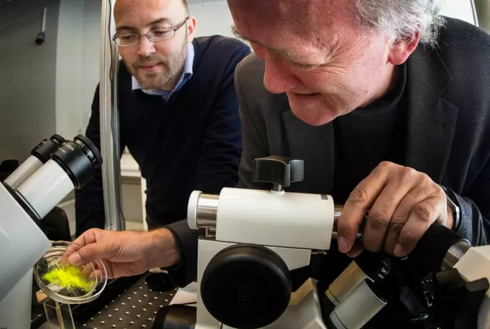 De to norske fysikkprofessorene Jon Otto Fossum (til høyre) og Paul Dommersnes lager mosaikk-kapsler som kan få betydning innenfor alt fra medisin til malingsproduksjon. (Foto: Per Harald Olsen, NTNU)