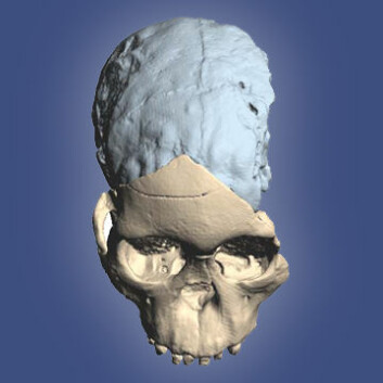 Taung-barnet (Australopithecus africanus), funnet i Sør-Afrika i 1924. Her er skallen rekonstruert som 3D-modell etter CT-scanning. (Foto: (Bilde: M. Ponce de León and Ch. Zollikofer, University of Zurich))