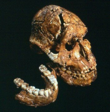 "Fossiler fra utgravningsfeltet Drimolen som inspirerte studien. Disse fikk kallenavn Orpheus (venstre, en ung hann) og Eurydice (høyre, en hunn). (Foto: Colin Menter)" "Fossiler fra utgravningsfeltet Drimolen som inspirerte studien. Disse fikk kallenavn Orpheus (venstre, en ung hann) og Eurydice (høyre, en hunn). (Foto: Colin Menter)"