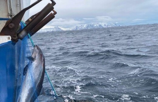 More than 2,800 porpoises die slowly in Norwegian fishnets each year
