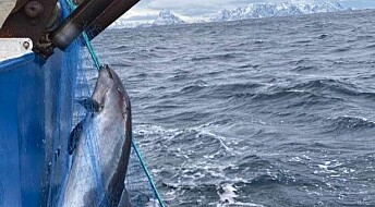 Flere tusen niser dør hvert år i norske fiskegarn