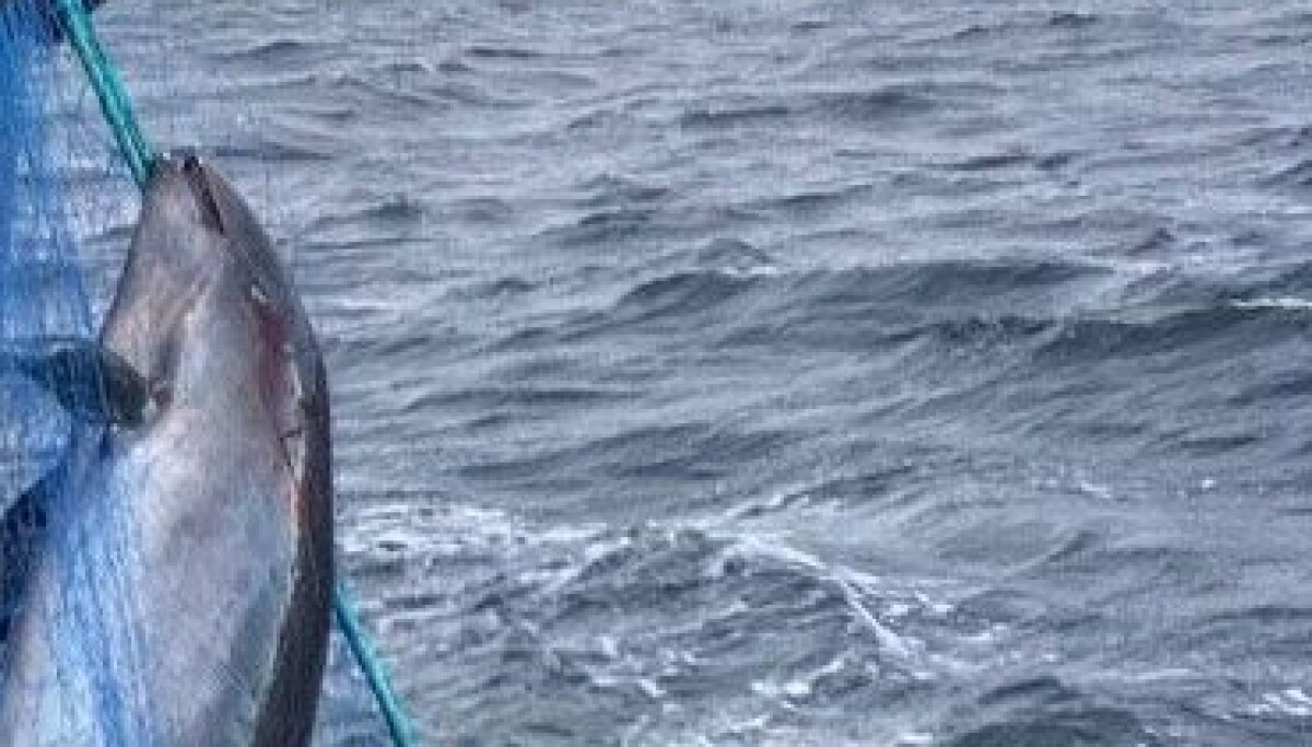 Flere tusen niser dør hvert år i norske fiskegarn