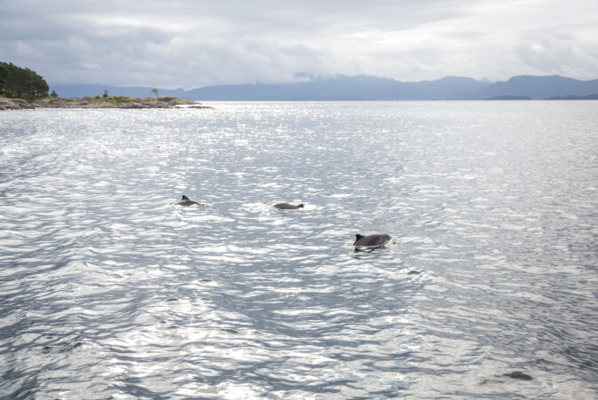 These porpoises in Bjørnafjorden south of Bergen are three of approximately 170,000 porpoises in Norway. These porpoises in Bjørnafjorden south of Bergen are three of approximately 170,000 porpoises in Norway.