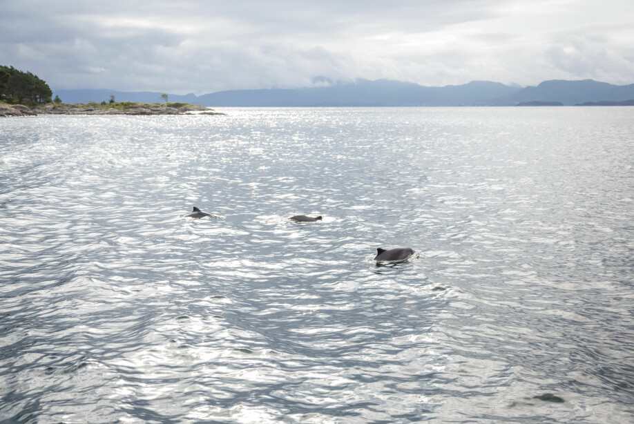 These porpoises in Bjørnafjorden south of Bergen are three of approximately 170,000 porpoises in Norway.