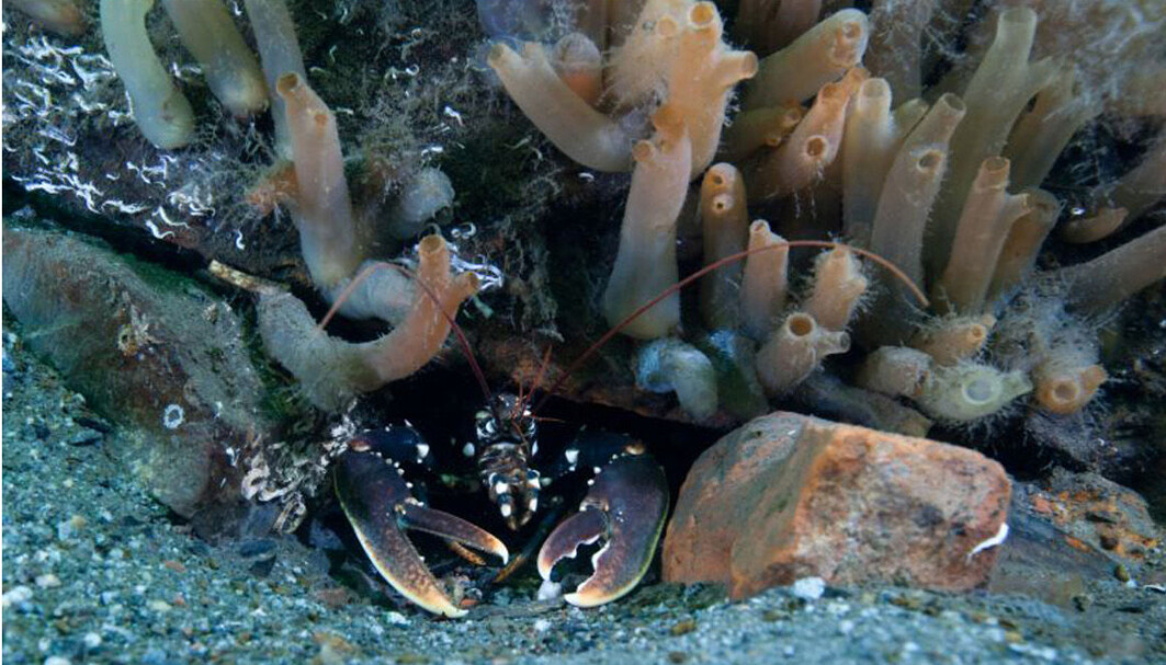 Hummeren har funnet tilbake til Tjuvholmen – et tydelig tegn på hvordan det biologiske livet i Oslofjorden er i ferd med å reetablere seg. Hummeren har funnet tilbake til Tjuvholmen – et tydelig tegn på hvordan det biologiske livet i Oslofjorden er i ferd med å reetablere seg.