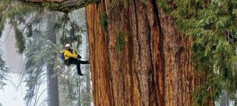 Utstyrt med klatretau og måleutstyr har forskarar nyleg slått fast at mammuttreet Presidenten er det nest største treet på kloden når ein måler i volum. © Michael Nichols/National Geographic