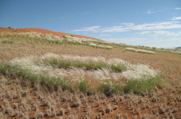 Fullt utviklet sirkel med en ring av levende, flerårige gressplanter. Utenfor ringen er plantene døde. Fra Farm Dieprivier / Namib Desert Lodge, Namibia. (Foto: (Foto N. Juergens)) Fullt utviklet sirkel med en ring av levende, flerårige gressplanter. Utenfor ringen er plantene døde. Fra Farm Dieprivier / Namib Desert Lodge, Namibia. (Foto: (Foto N. Juergens))