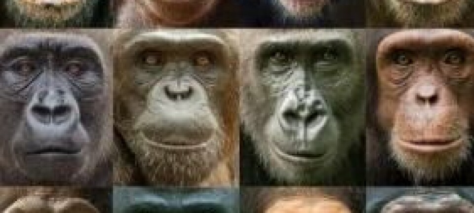 Portretter av sjimpanser og gorillaer viser stor variasjon i utseende blant våre nærmeste nålevende slektninger. Ian Bickerstaff