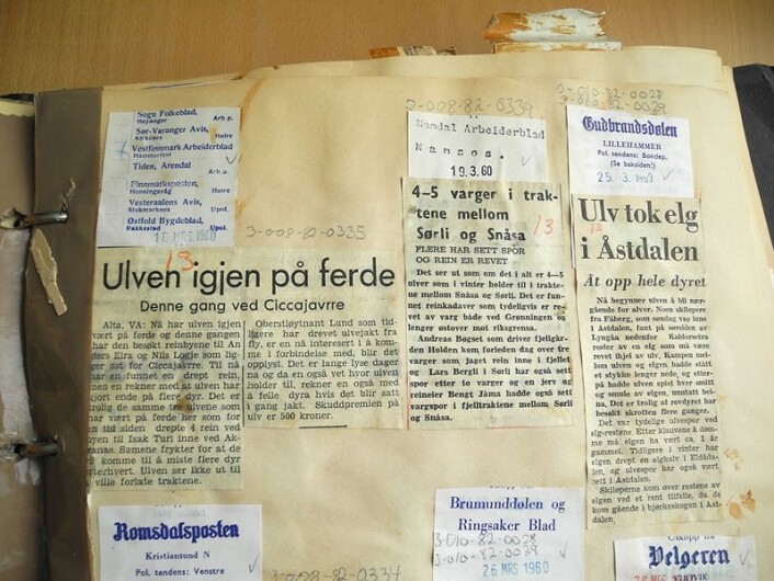 Det var fleire som rapporterte inn til avisene om sine ulveobservasjonar. Her er utklipp frå notiser som stod på trykk i diverse lokalviser på tidleg 1960-tal. (Foto: (Frå Direktoratet for naturforvaltning sitt klipparkiv)) Det var fleire som rapporterte inn til avisene om sine ulveobservasjonar. Her er utklipp frå notiser som stod på trykk i diverse lokalviser på tidleg 1960-tal. (Foto: (Frå Direktoratet for naturforvaltning sitt klipparkiv))