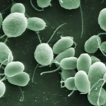 Chlamydomonas-alge (Foto: Dartmouth Electron Microscope Facility, Dartmouth College)