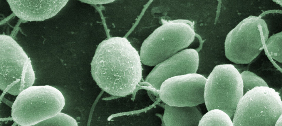 Chlamydomonas-alge (Foto: Dartmouth Electron Microscope Facility, Dartmouth College)