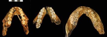 "Underkjever fra Paranthropus robustus. Til venstre fra en hunn, en ung voksen hann i midten, og en fullt voksen hann til høyre. (Foto: Charles Lockwood)" "Underkjever fra Paranthropus robustus. Til venstre fra en hunn, en ung voksen hann i midten, og en fullt voksen hann til høyre. (Foto: Charles Lockwood)"