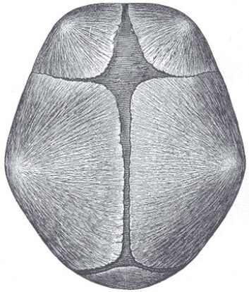 De mørkere områdene på skallen er de myke skjøtene mellom beinplatene. (Foto: (Figur: Gray's Anatomy, Wikimedia Commons)) De mørkere områdene på skallen er de myke skjøtene mellom beinplatene. (Foto: (Figur: Gray's Anatomy, Wikimedia Commons))