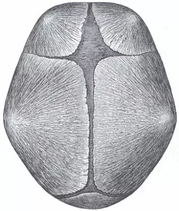De mørkere områdene på skallen er de myke skjøtene mellom beinplatene. (Foto: (Figur: Gray's Anatomy, Wikimedia Commons))