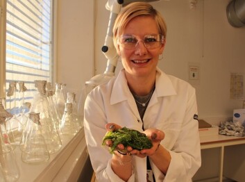 Sintef-forsker Silje Forbord ønsker å skape industri av butare – som fungerer som råstoff til mange produkter, deriblant wakame-salaten som i dag importeres fra Østen (Foto: Sintef) Sintef-forsker Silje Forbord ønsker å skape industri av butare – som fungerer som råstoff til mange produkter, deriblant wakame-salaten som i dag importeres fra Østen (Foto: Sintef)