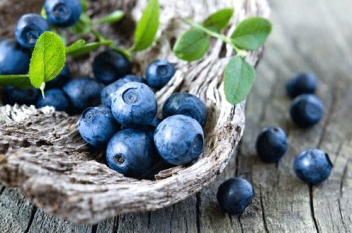 Norske og finske forskere har undersøkt helseeffekten av et typisk nordisk kosthold. Resultatene viser at blant annet villblåbær har en svært gunstig effekt på flere prosesser i kroppen. (Foto: Shutterstock) Norske og finske forskere har undersøkt helseeffekten av et typisk nordisk kosthold. Resultatene viser at blant annet villblåbær har en svært gunstig effekt på flere prosesser i kroppen. (Foto: Shutterstock)