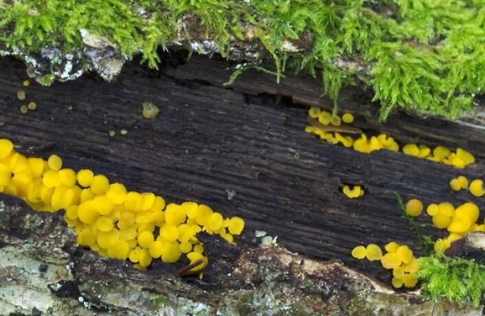 Oksygen og ustabile miljøer med svingninger i temperatur og miljø bidrar til å bryte ned trevirke. Det ser vi et eksempel på her, der sopp og mose har trengt inn i trestokken. (Foto: Ove Bergersen/Bioforsk) Oksygen og ustabile miljøer med svingninger i temperatur og miljø bidrar til å bryte ned trevirke. Det ser vi et eksempel på her, der sopp og mose har trengt inn i trestokken. (Foto: Ove Bergersen/Bioforsk)