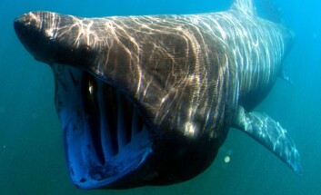 Stort barn med mange navn: Brugda heter basking shark på engelsk, men kalles også cow-fish, elephant shark, foolish shark, hoe mother, old woman shark og sun fish, ifølge EU‐nomen-databasen. (Foto: Greg Skomal/SWFSC-NOAA) Stort barn med mange navn: Brugda heter basking shark på engelsk, men kalles også cow-fish, elephant shark, foolish shark, hoe mother, old woman shark og sun fish, ifølge EU‐nomen-databasen. (Foto: Greg Skomal/SWFSC-NOAA)
