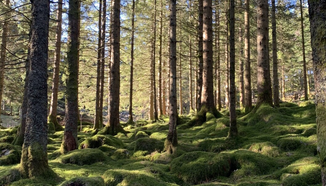 Granskog i vårsol på Fløyen i Bergen. Granskog i vårsol på Fløyen i Bergen.