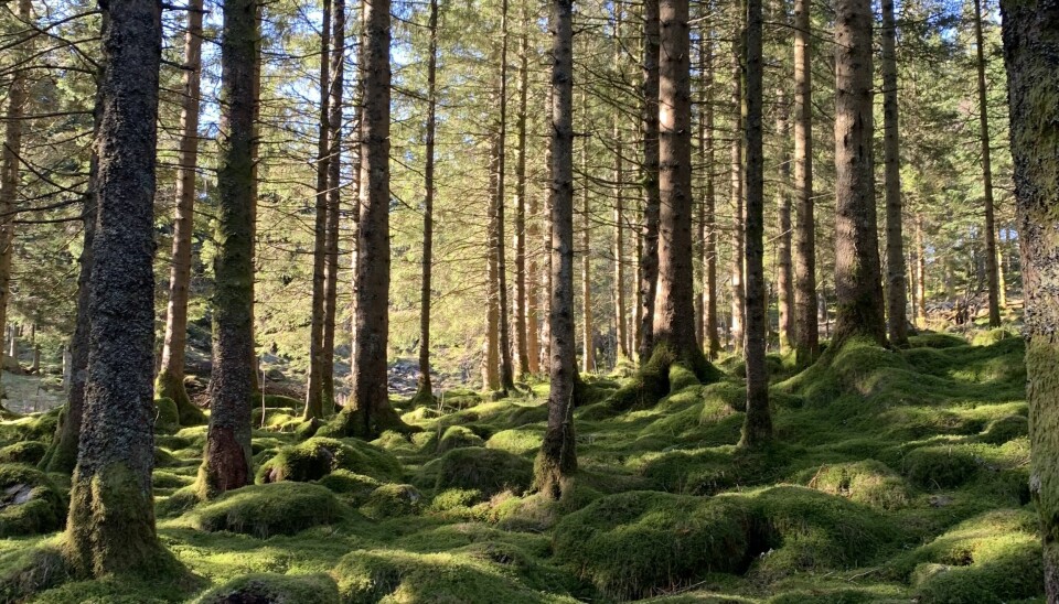 Granskog i vårsol på Fløyen i Bergen.