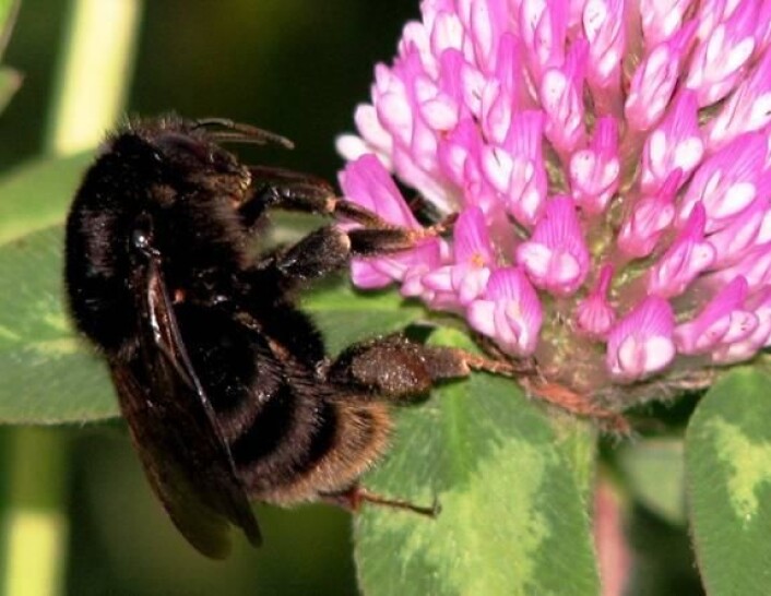 Dette er det første bildet på 60 år av slåttehumle i naturlige omgivelser. (Foto: Tor Bollingmo) (Foto: BRAINS Media / Tor Bollingmo) Dette er det første bildet på 60 år av slåttehumle i naturlige omgivelser. (Foto: Tor Bollingmo) (Foto: BRAINS Media / Tor Bollingmo)